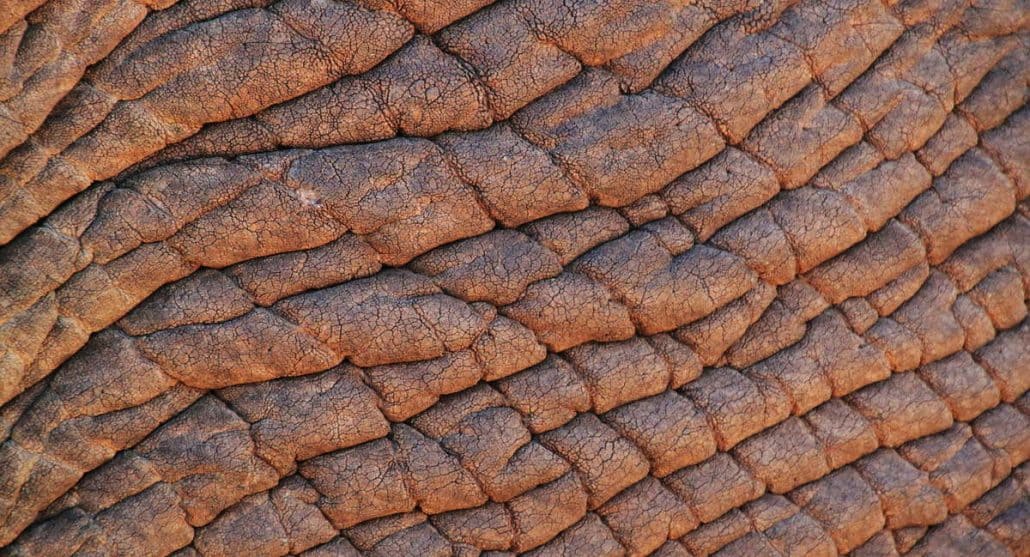 Elephant skin