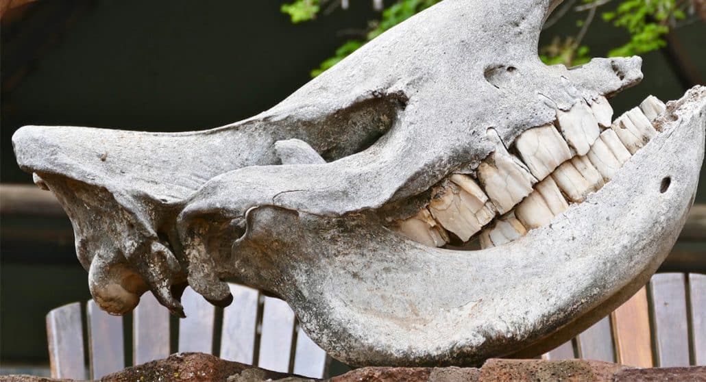 Skull of rhinocerus