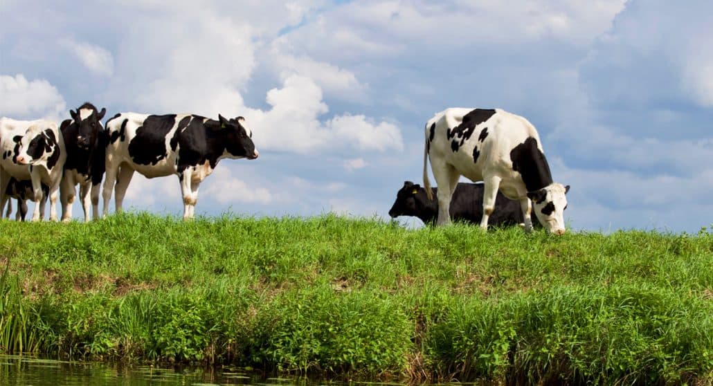 Cows grazing in field