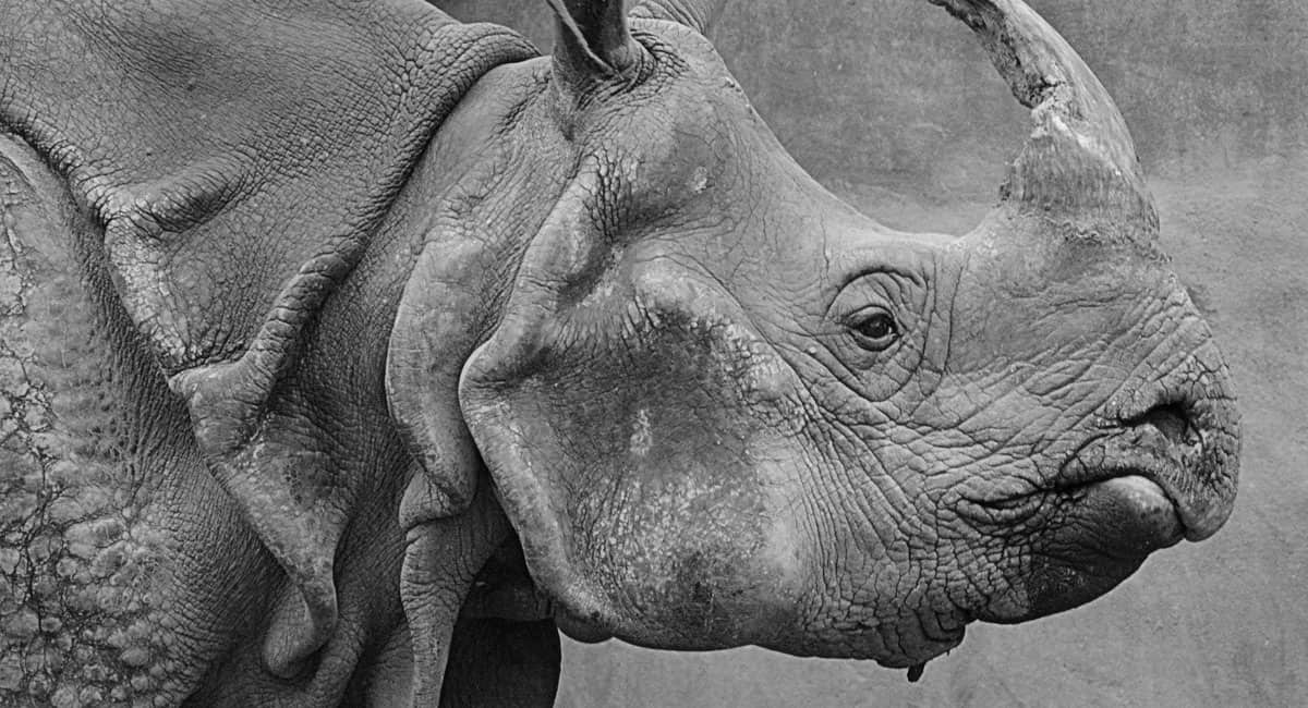 Closeup of black rhino