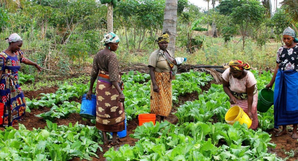 Women farmers in Tanzania