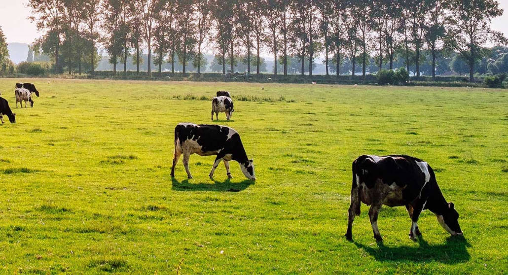 Dairy cows grazing in a field
