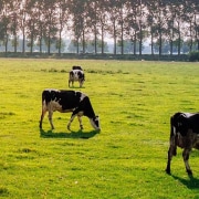 Dairy cows grazing in a field