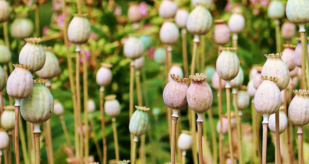 Poppy plants