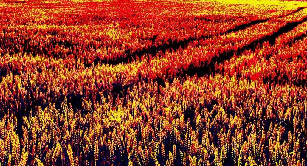 A field of wheat