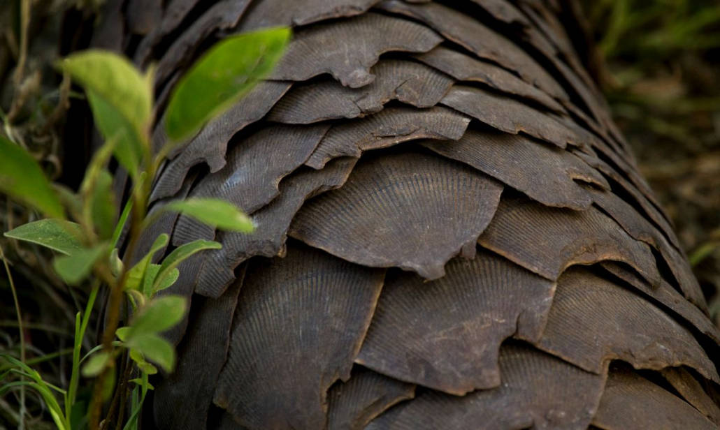 close-up view of scales on a pangolin