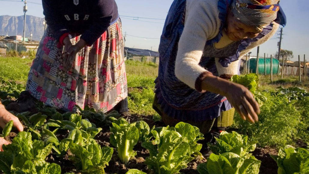 Women working in a small farm garden in Cape Town