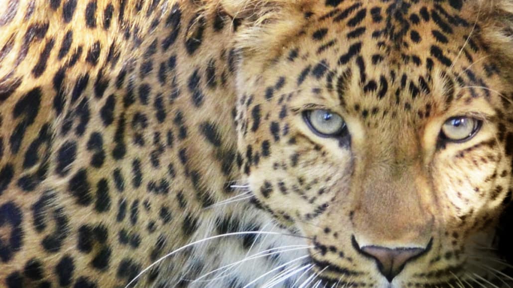 Close-up of a leopard