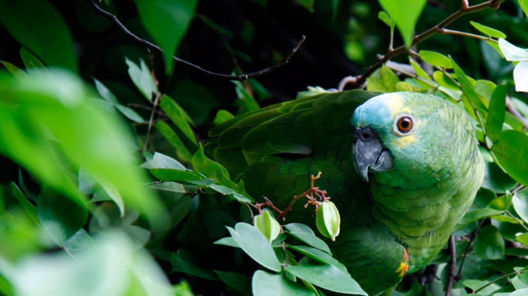 A green parrot in a tree