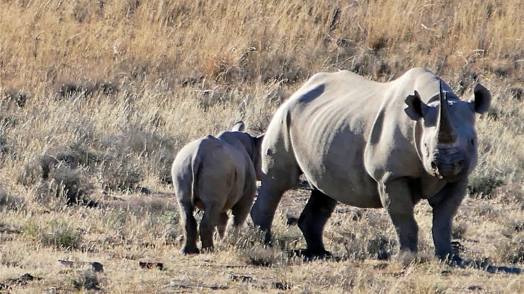 Black rhino female with her calf
