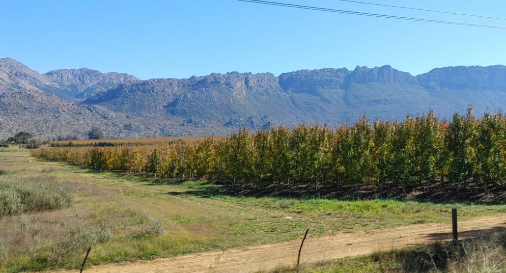 A field of fruit trees on a fruit farm, with mountains in the background