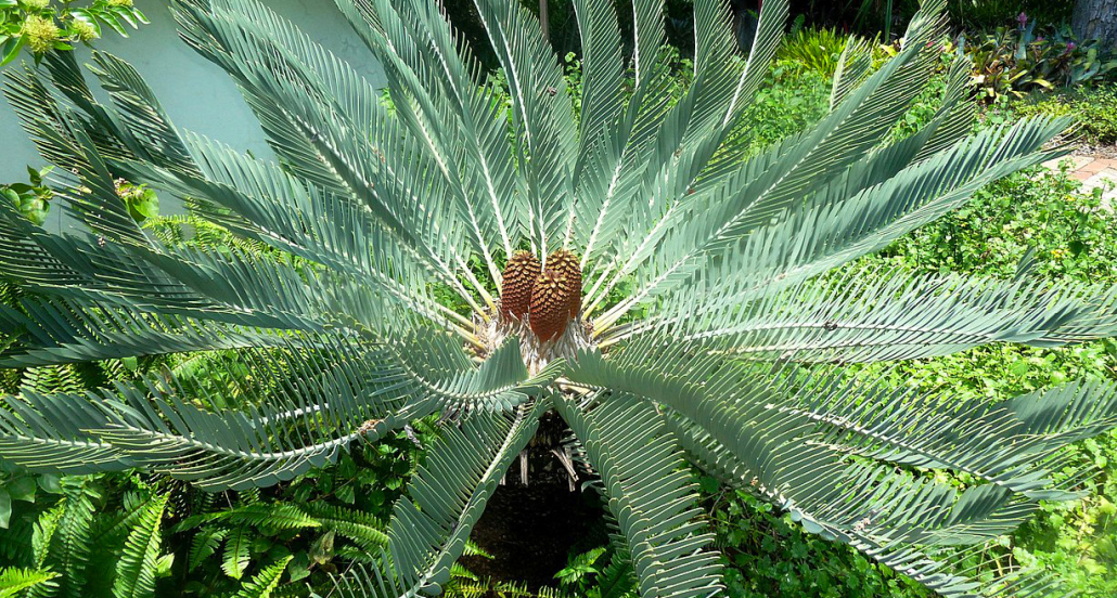 Waterberg cycad in the Manie van der Schijff Botanical Garden, Pretoria, South Africa