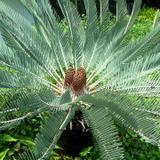Waterberg cycad in the Manie van der Schijff Botanical Garden, Pretoria, South Africa