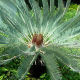 Waterberg cycad in the Manie van der Schijff Botanical Garden, Pretoria, South Africa