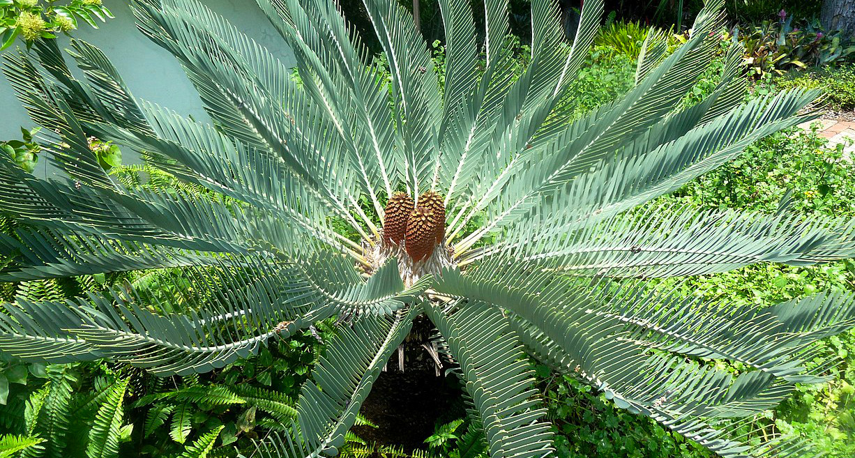 Waterberg cycad in the Manie van der Schijff Botanical Garden, Pretoria, South Africa