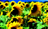 sunflowersnw-thumb.jpg